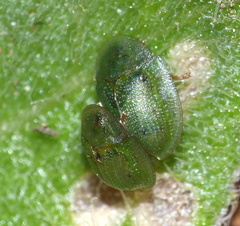 Cassida sphaerula