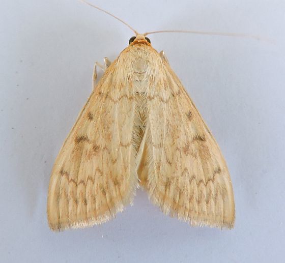 Hahncappsia mellinialis
