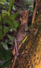 Hernandez's Helmeted Basilisk photo 4