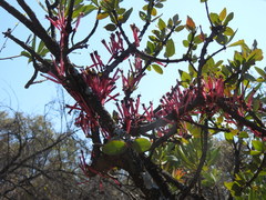 Tapinanthus rubromarginatus