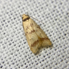 Heteroteucha anthodora