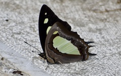 Polyura athamas