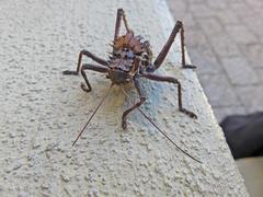 Hetrodes pupus pupus