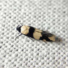 Delophanes anthracephala