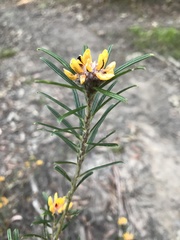 Pultenaea polifolia