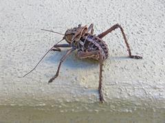 Hetrodes pupus pupus