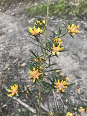 Pultenaea polifolia