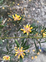 Pultenaea polifolia
