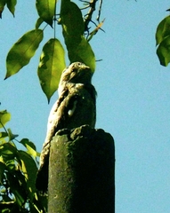 Nyctibius griseus