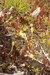 Phylloglossum drummondii