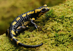 Salamandra-de-Pintas-Amarelas - Photo (c) Frank Vassen, alguns direitos reservados (CC BY)