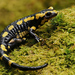 Fire Salamander - Photo (c) Frank Vassen, some rights reserved (CC BY)