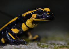 Fire Salamander photo 1