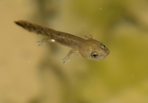 Fire Salamander, photo 7 of 10