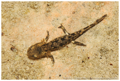Fire Salamander photo 5