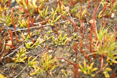 Phylloglossum drummondii