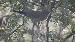 Curruca subcoerulea subcoerulea