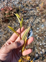 Salix udensis