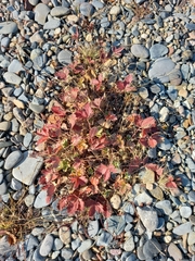 Potentilla fragiformis