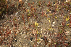 Phylloglossum drummondii