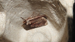 Eueretagrotis attentus