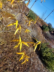 Salix schwerinii