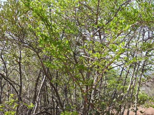 Image of Afrocanthium gilfillanii by (c) Matthew Fainman, some rights reserved (CC BY)