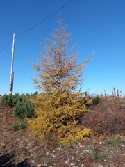 Larix gmelinii