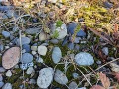 Euphrasia hyperborea