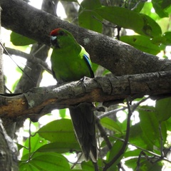 Cyanoramphus cookii