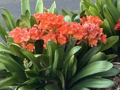 Clivia