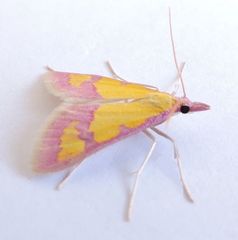 Choristostigma roseopennalis