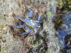 Leptograpsus