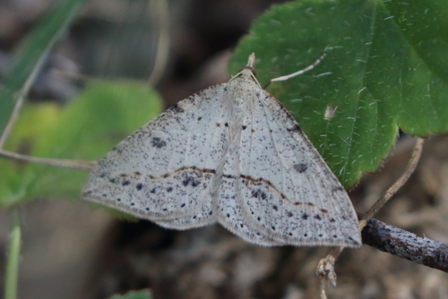 Taxeotis stereospila Meyrick, 1890