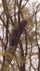 Genetta tigrina tigrina