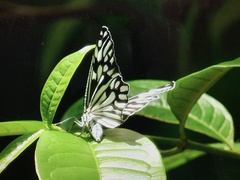 Cyclosia pieridoides