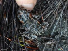 Capensibufo tradouwi