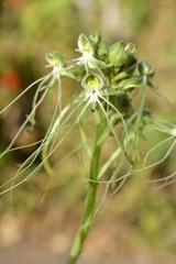 Habenaria kraenzliniana