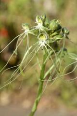 Habenaria kraenzliniana