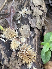 Protohydnum sclerodontium