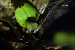Corybas sanctigeorgianus