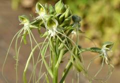 Habenaria kraenzliniana