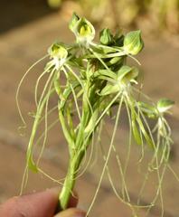 Habenaria kraenzliniana