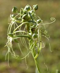 Habenaria kraenzliniana