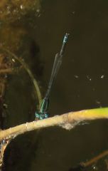 Austroagrion pindrina