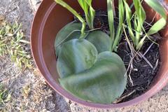 Habenaria kraenzliniana