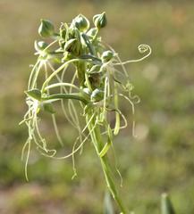 Habenaria kraenzliniana