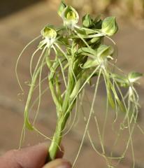 Habenaria kraenzliniana