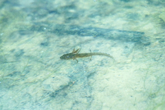 Triturus