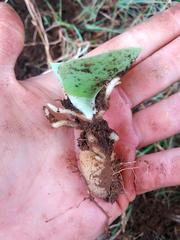 Habenaria kraenzliniana